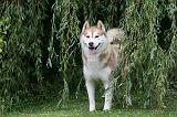 SIBERIAN HUSKY 924